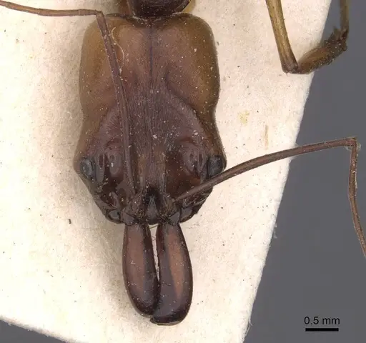 Odontomachus assiniensis - CASENT0915470