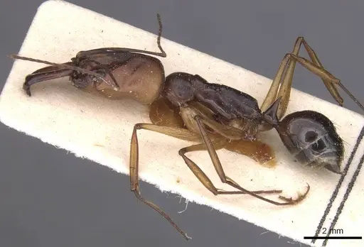 Odontomachus assiniensis - CASENT0915470