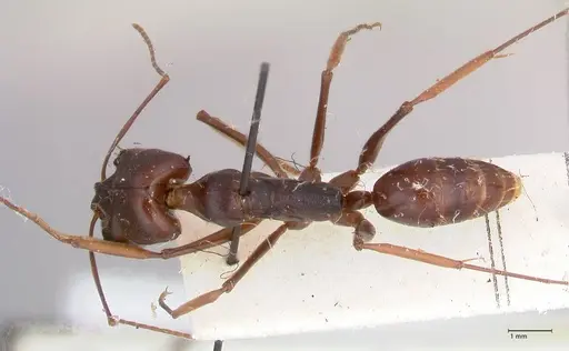 Odontomachus assiniensis - FOCOL1047