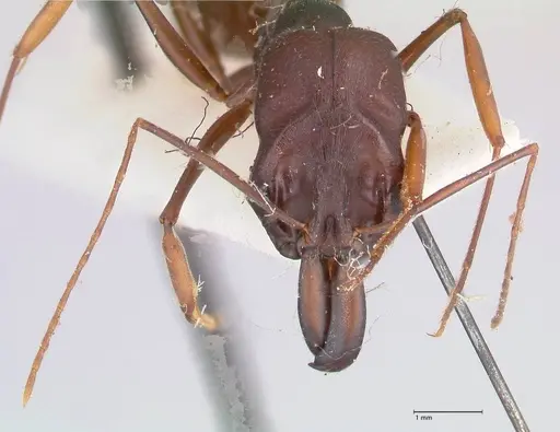 Odontomachus assiniensis - FOCOL1047