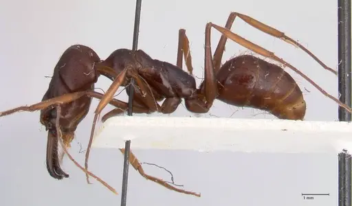 Odontomachus assiniensis - FOCOL1047