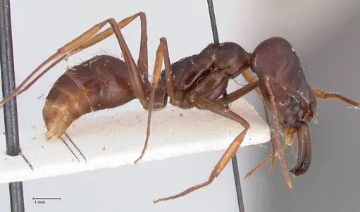 Odontomachus assiniensis - FOCOL1047