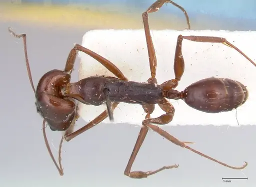 Odontomachus assiniensis - FOCOL1048