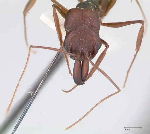 Odontomachus assiniensis - FOCOL1048