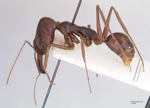 Odontomachus assiniensis - FOCOL1048