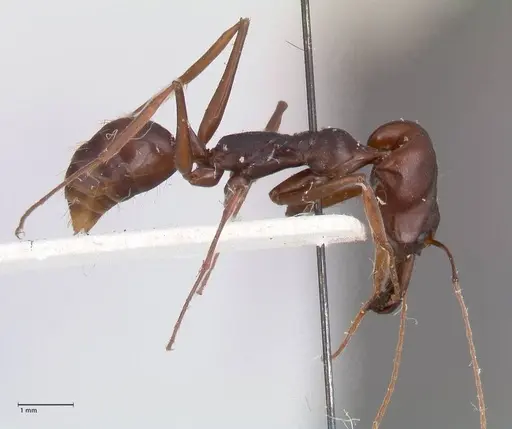 Odontomachus assiniensis - FOCOL1048