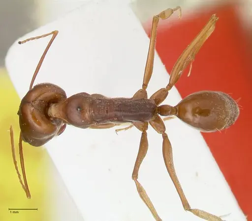 Odontomachus assiniensis - FOCOL2304