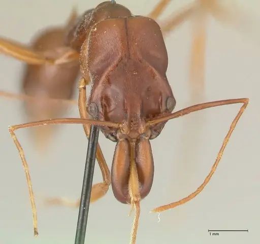 Odontomachus assiniensis - FOCOL2304