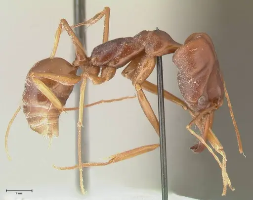 Odontomachus assiniensis - FOCOL2304