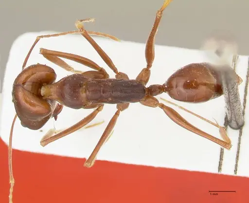 Odontomachus assiniensis - FOCOL2305