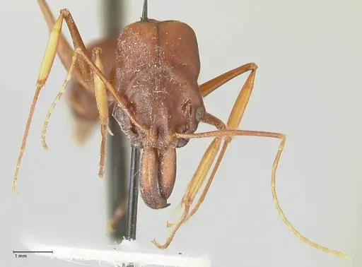 Odontomachus assiniensis - FOCOL2305