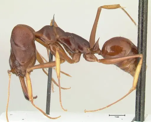 Odontomachus assiniensis - FOCOL2305