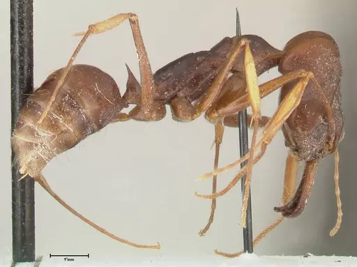 Odontomachus assiniensis - FOCOL2305