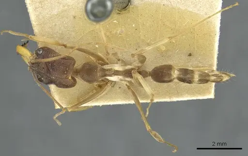 Odontomachus assiniensis - RMCAENT000017744