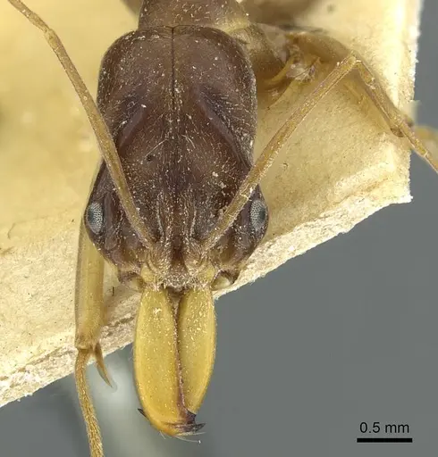 Odontomachus assiniensis - RMCAENT000017744