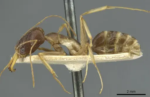 Odontomachus assiniensis - RMCAENT000017744