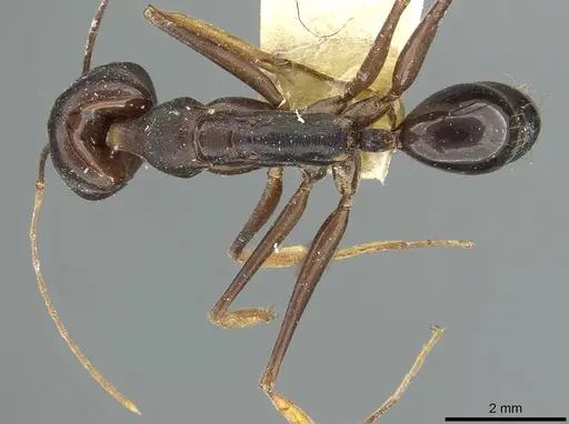 Odontomachus assiniensis - RMCAENT000017745