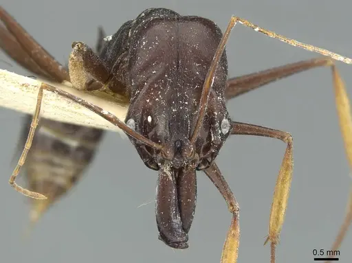 Odontomachus assiniensis - RMCAENT000017745