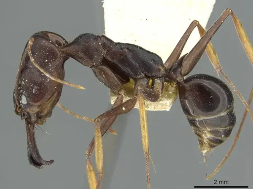 Odontomachus assiniensis - RMCAENT000017745