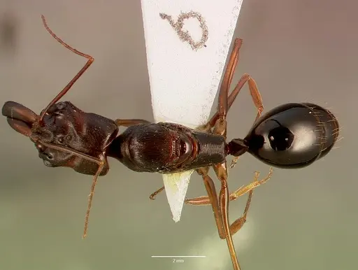 Odontomachus assiniensis - SAM-HYM-C002699A