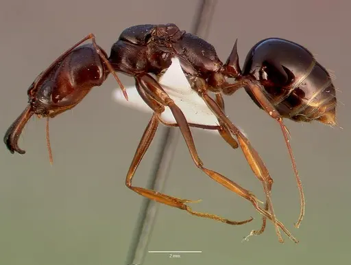 Odontomachus assiniensis - SAM-HYM-C002699A