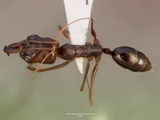 Odontomachus assiniensis - SAM-HYM-C002699B