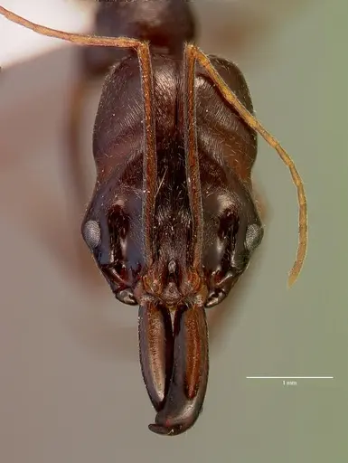 Odontomachus assiniensis - SAM-HYM-C002699B