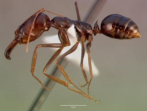 Odontomachus assiniensis - SAM-HYM-C002699B