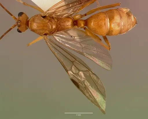 Odontomachus assiniensis - SAM-HYM-C005434A