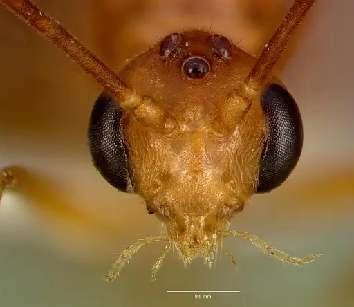 Odontomachus assiniensis - SAM-HYM-C005434A