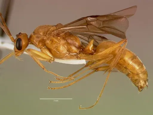 Odontomachus assiniensis - SAM-HYM-C005434A