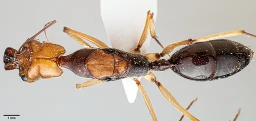 Odontomachus banksi specimen
