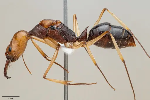 Odontomachus banksi specimen