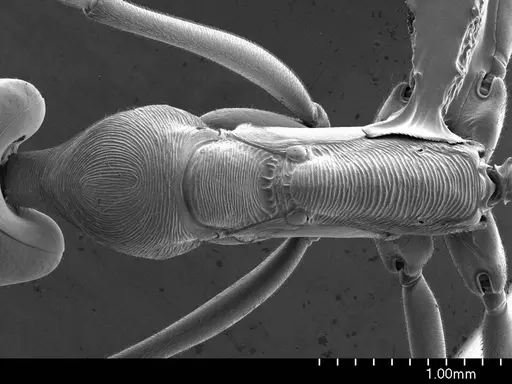 Odontomachus bauri specimen