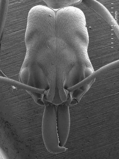 Odontomachus bauri specimen