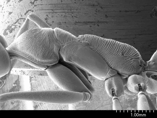 Odontomachus bauri specimen