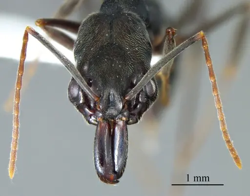 Odontomachus bauri - ANTWEB1041396