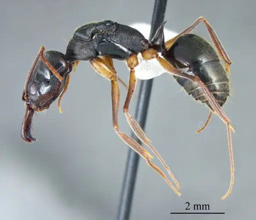Odontomachus bauri - ANTWEB1041396