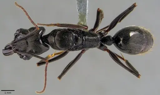 Odontomachus bauri - ANTWEB1041827