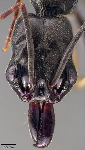 Odontomachus bauri - ANTWEB1041827