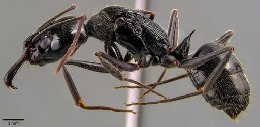 Odontomachus bauri - ANTWEB1041827