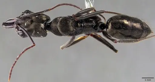 Odontomachus bauri - ANTWEB1041846