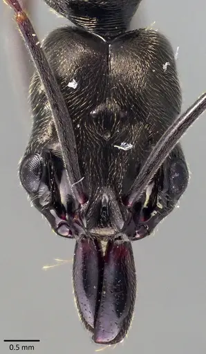 Odontomachus bauri - ANTWEB1041846