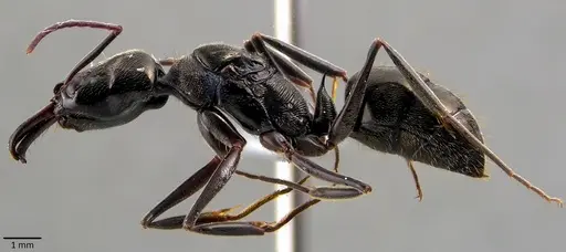 Odontomachus bauri - ANTWEB1041846