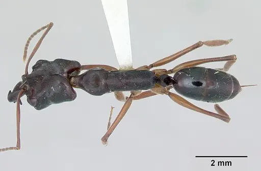 Odontomachus bauri - CASENT0172629