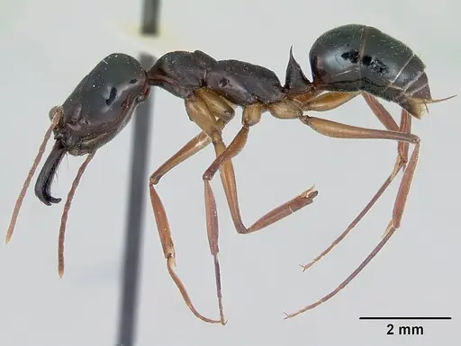 Odontomachus bauri - CASENT0172629