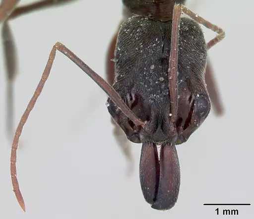 Odontomachus bauri - CASENT0172630