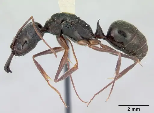 Odontomachus bauri - CASENT0172630