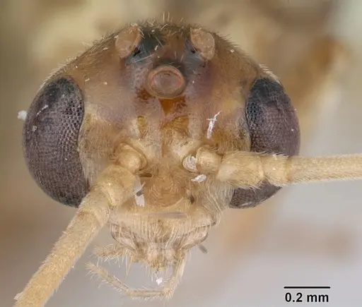 Odontomachus bauri - CASENT0173303