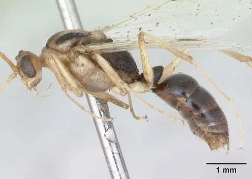 Odontomachus bauri - CASENT0173303